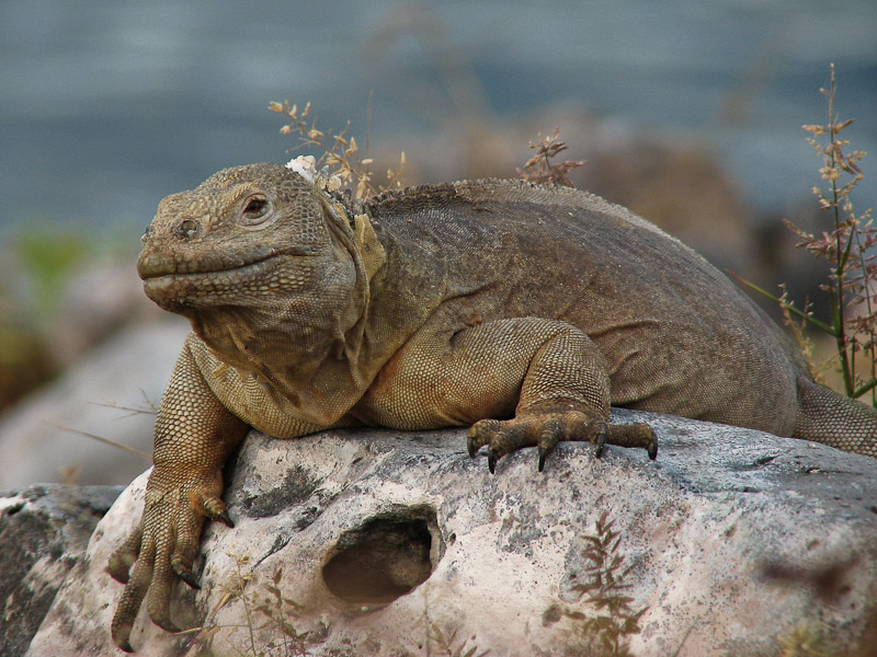 Santa Fe Land Iguana