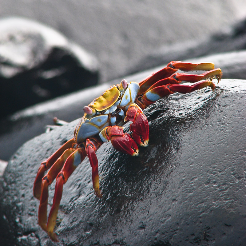 Sally Lightfoot Crab