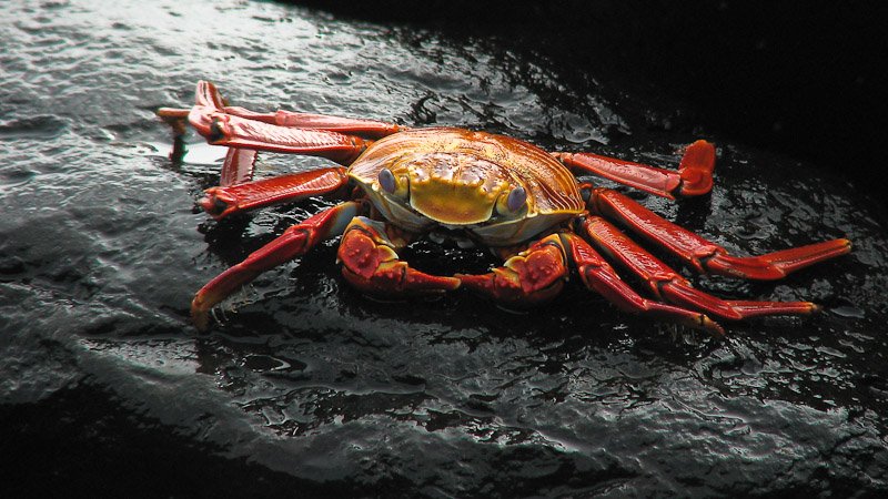 Sally Lightfoot Crab