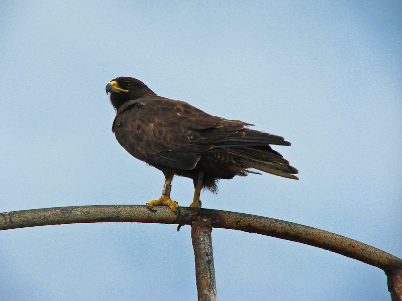 Galapagos Hawk