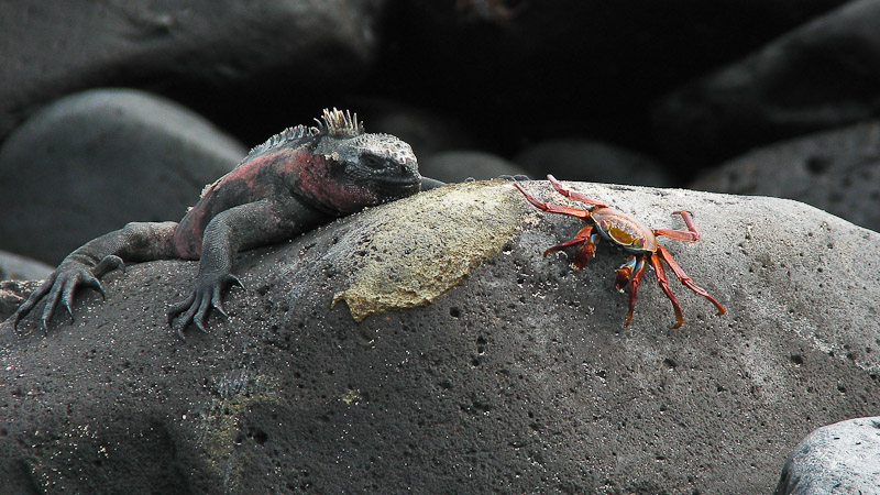 Marine Iguana and Crab