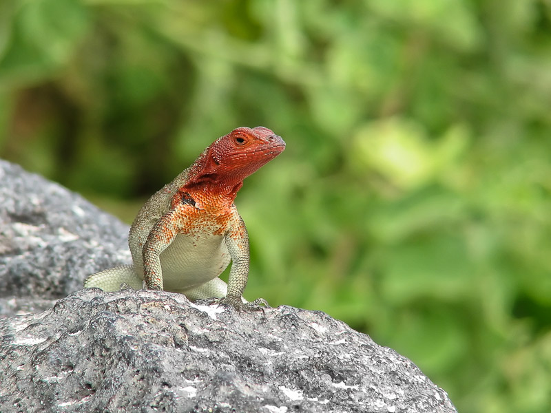Lava Lizard