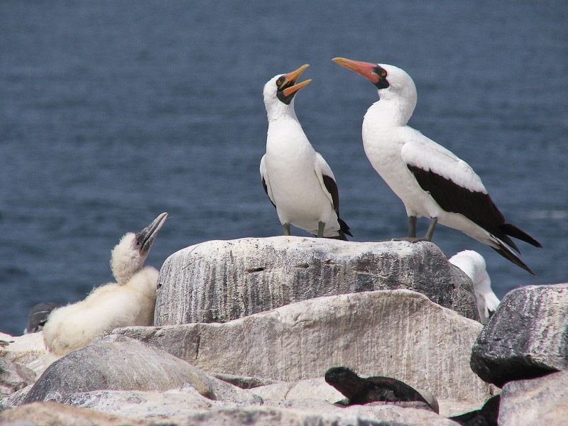 Nazca Boobies with Chick