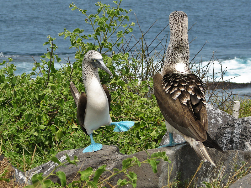 Blue-footed Booby Courting Dance