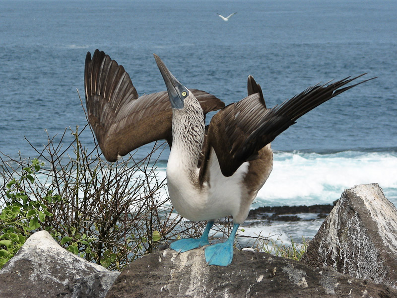 Blue-footed Booby Sky-Pointing