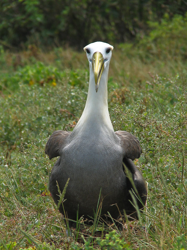 Waved Albatross