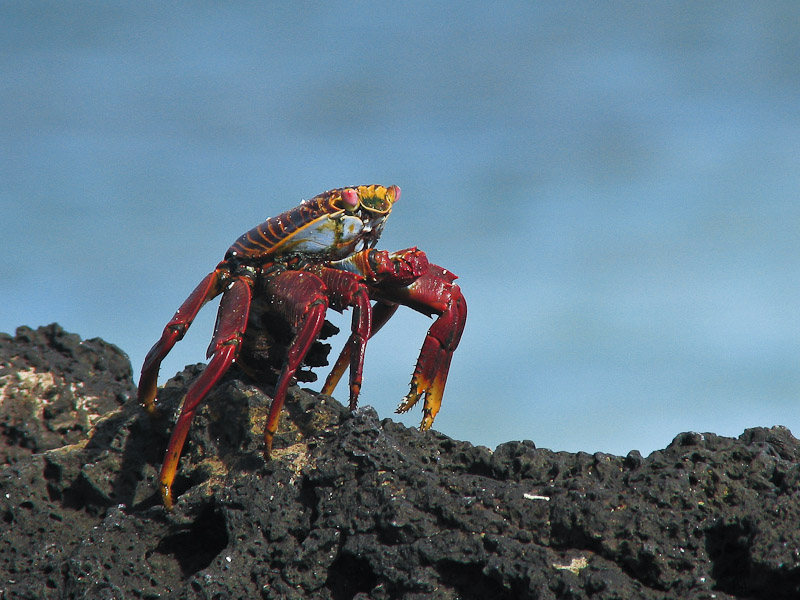 Sally Lightfoot Crab