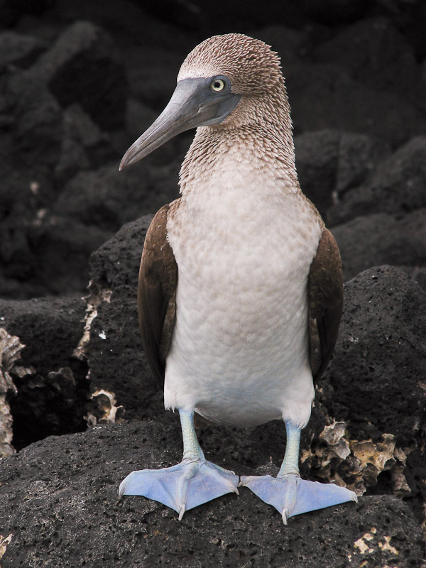 Blue-footed Booby