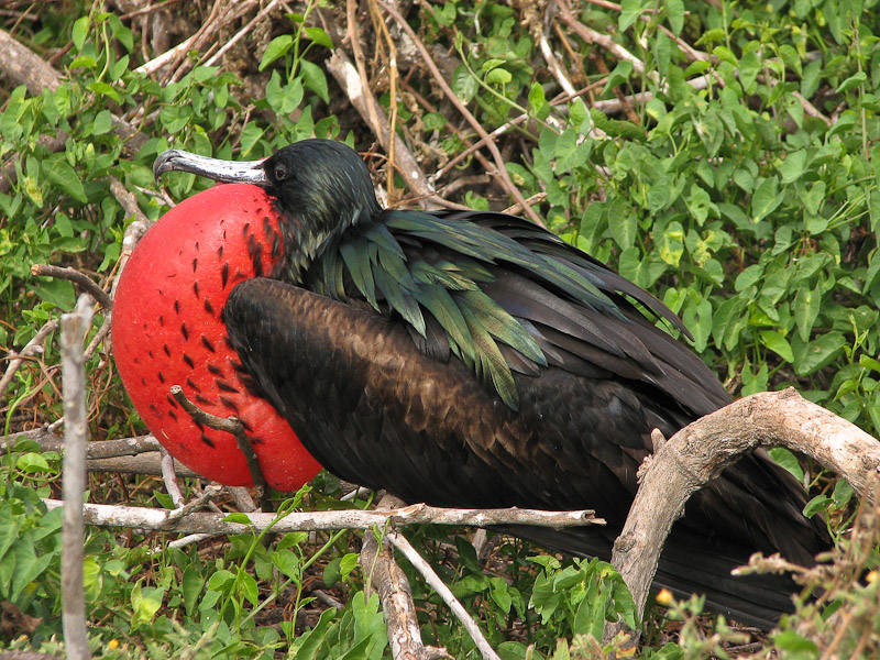 Frigatebird