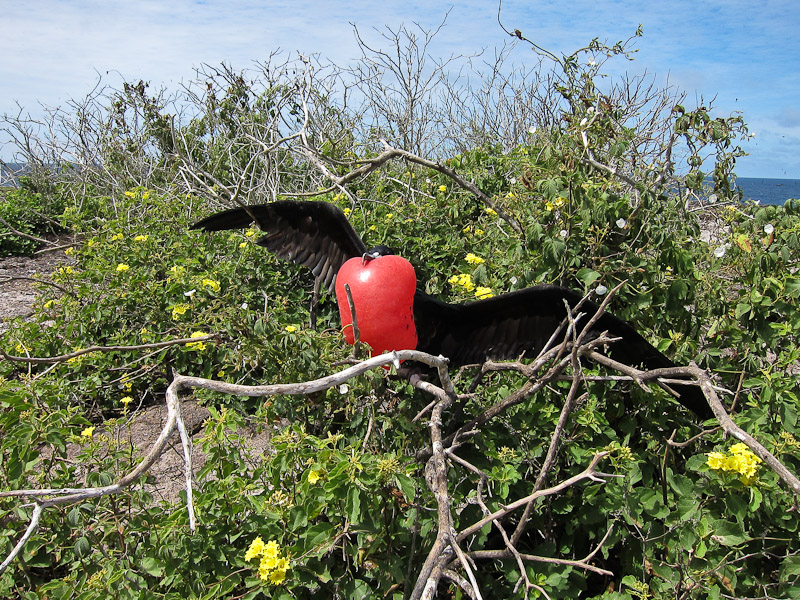 Frigatebird displaying