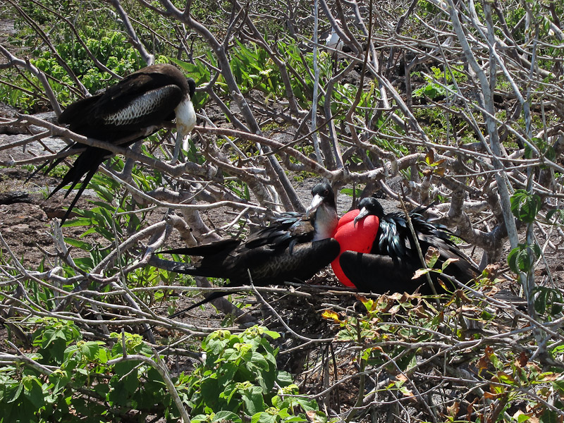 Frigatebird Family