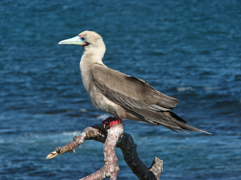 Red-footed Booby