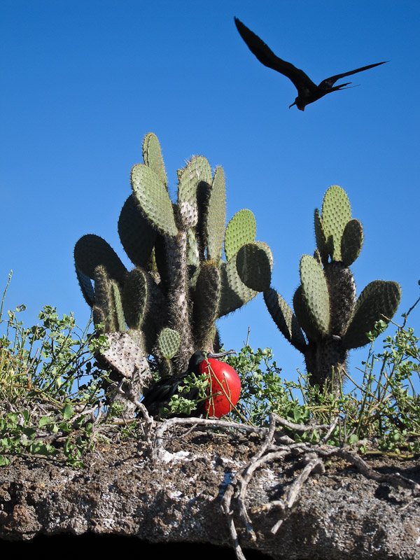 Frigatebird fly-by