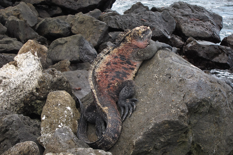 Large Marine Iguana