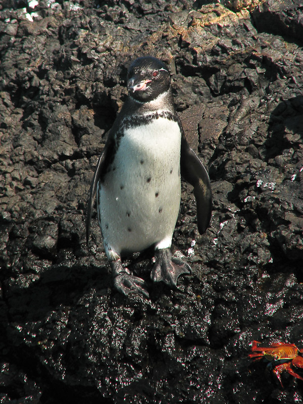 Galapagos Penguin