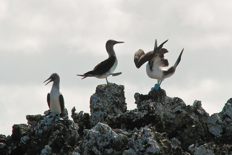 Blue-footed Boobies Courting