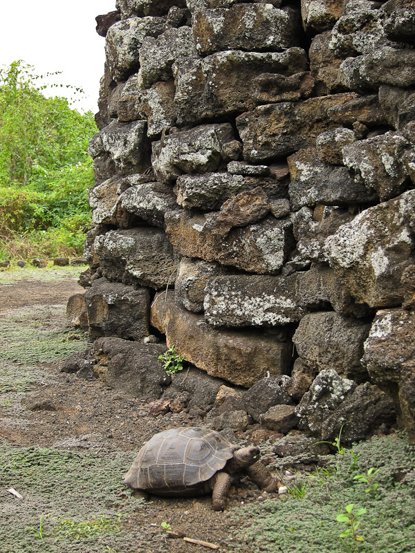 Giant(ish) Tortoise at Wall of Tears