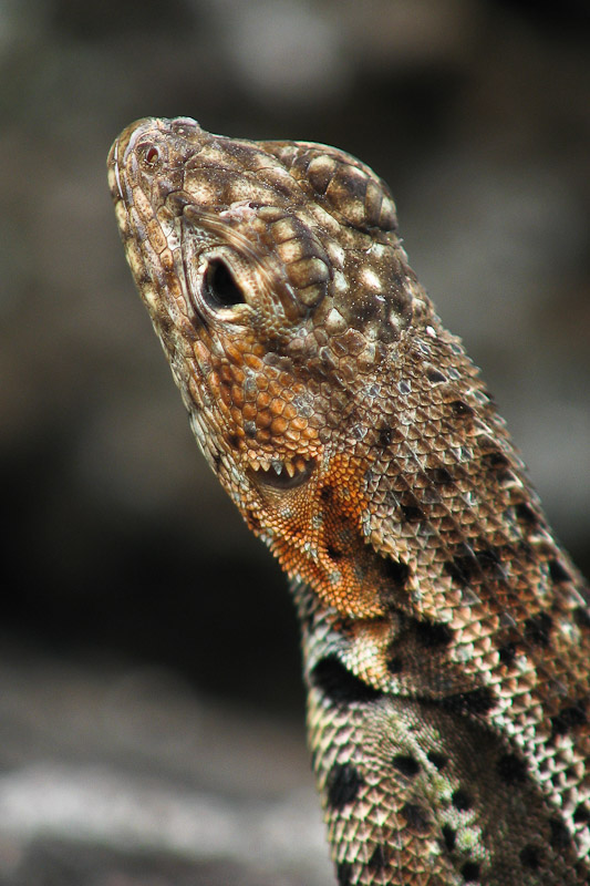 Lava Lizard Close-up