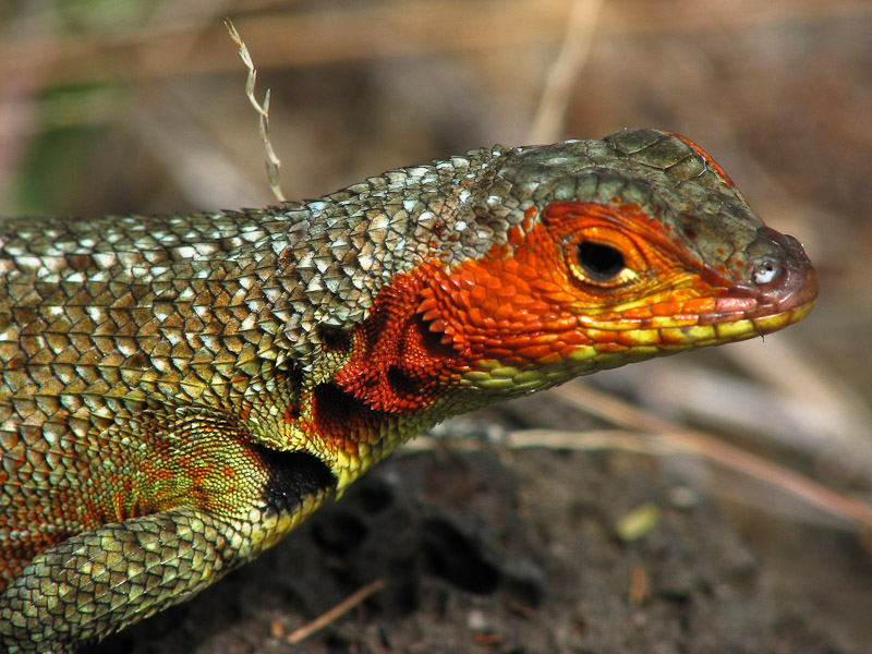 Lava Lizard
