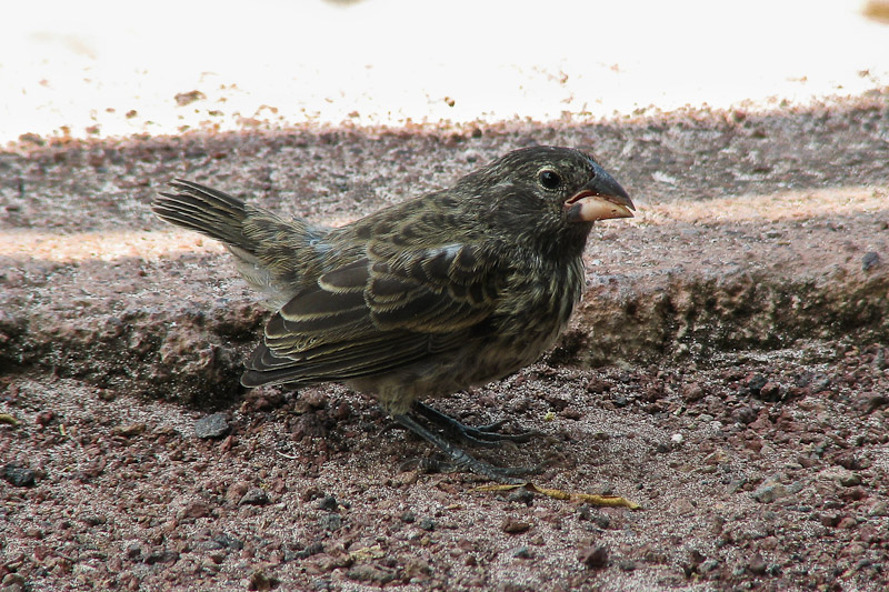 Ground Finch