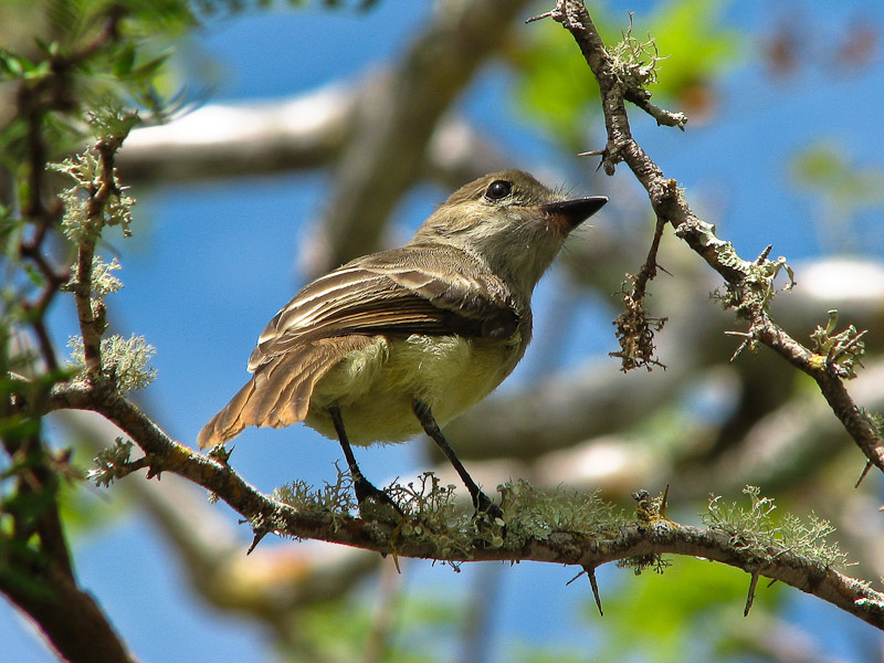 Galapagos Flycatcher