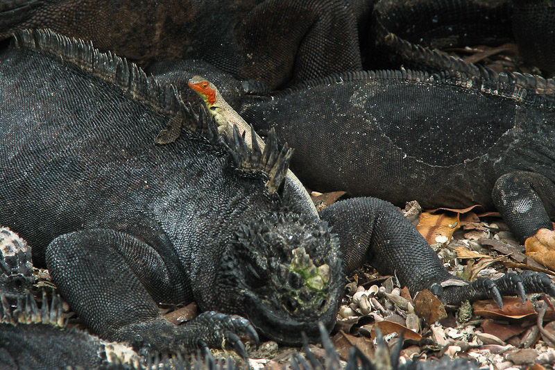 Marine Iguana with Lava Lizard Ornamentation