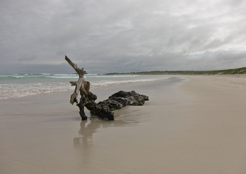 Tortuga Bay