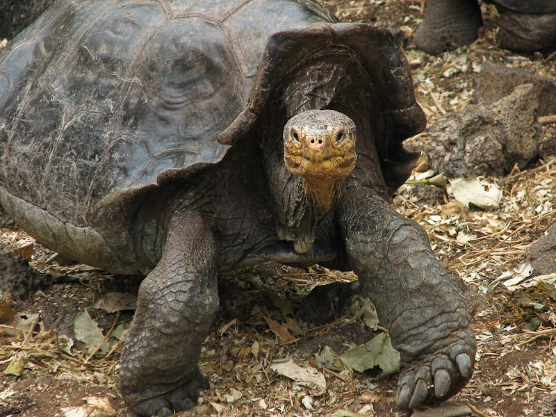 Giant Tortoise