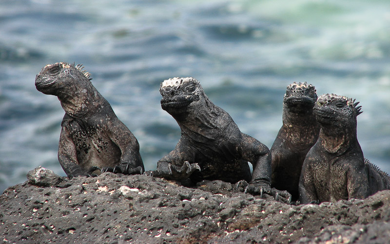 Marine Iguanas