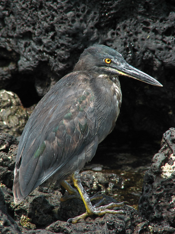 Lava Heron