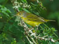Yellow Warbler