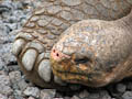 Giant Tortoise Close-up