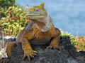 Land Iguana