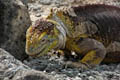 Land Iguana Lunch