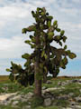 Large Cactus (with land iguanas)