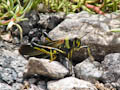 Large Painted Locust