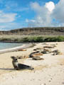 Galapagos Sea Lions on Santa Fe