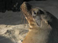 Galapagos Sea Lion Close-up
