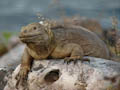 Santa Fe Land Iguana