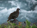 Galapagos Dove