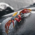 Sally Lightfoot Crab