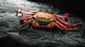 Sally Lightfoot Crab
