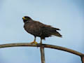 Galapagos Hawk