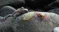 Marine Iguana and Crab