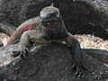 Marine Iguana