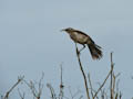 Hood Mockingbird