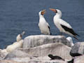 Nazca Boobies with Chick