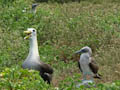 Noisy Neighbour