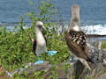 Blue-footed Booby Courting Dance