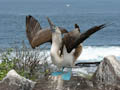Blue-footed Booby Sky-Pointing